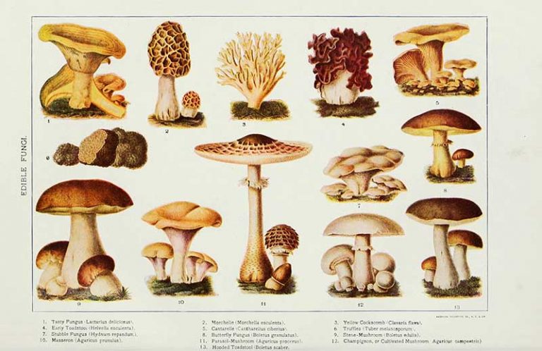 MEDICINAL MUSHROOMS 