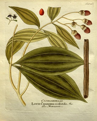 Blending Western & Eastern Herbalism